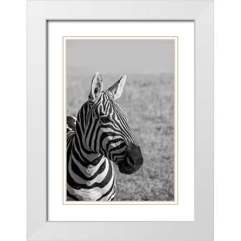 Africa-Kenya-Laikipia Plateau-Ol Pejeta Conservancy-Bruchells zebra-Equus burchellii White Modern Wood Framed Art Print with Double Matting by Hopkins, Cindy Miller