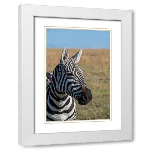 Africa-Kenya-Laikipia Plateau-Ol Pejeta Conservancy-Bruchells zebra-Equus burchellii White Modern Wood Framed Art Print with Double Matting by Hopkins, Cindy Miller