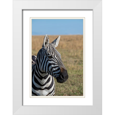 Africa-Kenya-Laikipia Plateau-Ol Pejeta Conservancy-Bruchells zebra-Equus burchellii White Modern Wood Framed Art Print with Double Matting by Hopkins, Cindy Miller