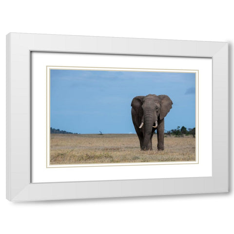 Africa-Kenya-Laikipia Plateau-Ol Pejeta Conservancy-Lone bull African elephant White Modern Wood Framed Art Print with Double Matting by Hopkins, Cindy Miller