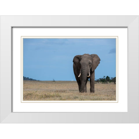 Africa-Kenya-Laikipia Plateau-Ol Pejeta Conservancy-Lone bull African elephant White Modern Wood Framed Art Print with Double Matting by Hopkins, Cindy Miller