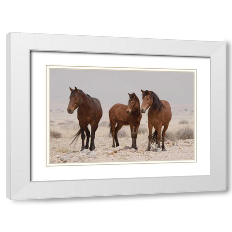 Three wild horses, Namib Desert, Namibia White Modern Wood Framed Art Print with Double Matting by Kaveney, Wendy