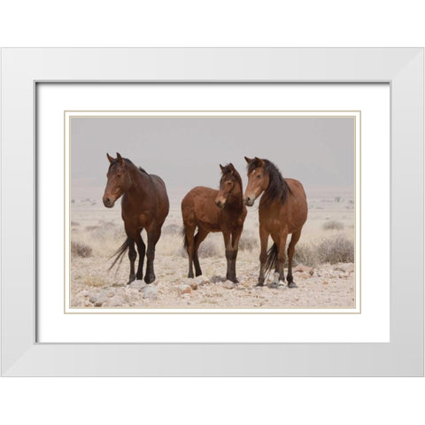 Three wild horses, Namib Desert, Namibia White Modern Wood Framed Art Print with Double Matting by Kaveney, Wendy