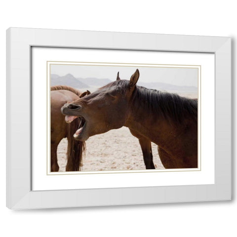 Wild horse yawning, Namib Desert, Namibia White Modern Wood Framed Art Print with Double Matting by Kaveney, Wendy