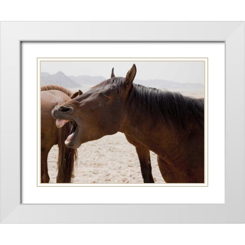 Wild horse yawning, Namib Desert, Namibia White Modern Wood Framed Art Print with Double Matting by Kaveney, Wendy
