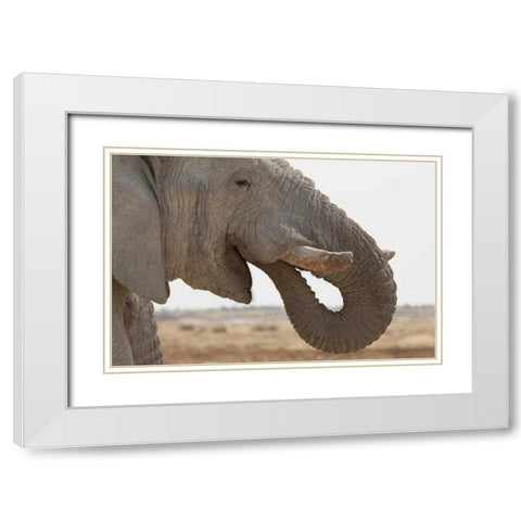 Portrait of African elephant, Etosha NP, Namibia White Modern Wood Framed Art Print with Double Matting by Kaveney, Wendy