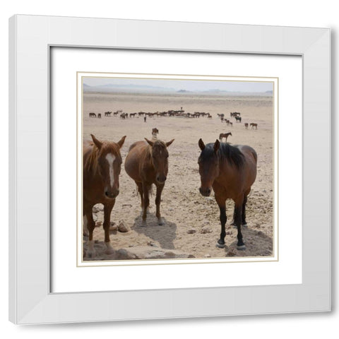 Namibia, Garub Herd of feral horses White Modern Wood Framed Art Print with Double Matting by Young, Bill