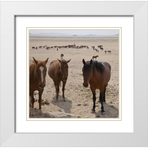 Namibia, Garub Herd of feral horses White Modern Wood Framed Art Print with Double Matting by Young, Bill