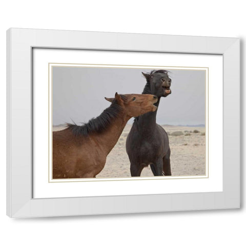 Namibia, Garub Feral horses playing White Modern Wood Framed Art Print with Double Matting by Young, Bill
