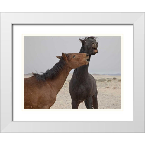 Namibia, Garub Feral horses playing White Modern Wood Framed Art Print with Double Matting by Young, Bill