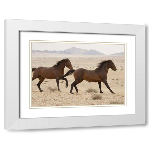 Namibia, Aus, Namib Desert Wild horses running White Modern Wood Framed Art Print with Double Matting by Kaveney, Wendy
