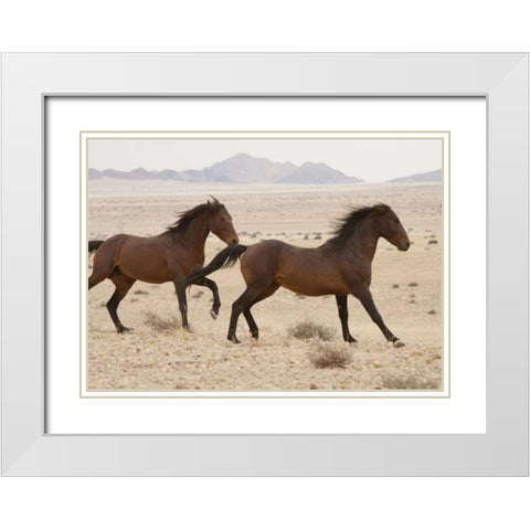 Namibia, Aus, Namib Desert Wild horses running White Modern Wood Framed Art Print with Double Matting by Kaveney, Wendy