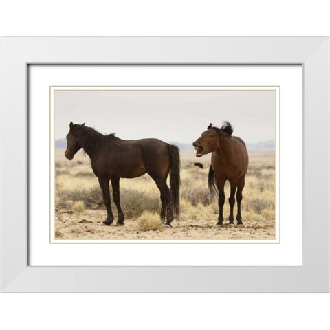 Namibia, Aus Two wild horses on the Namib Desert White Modern Wood Framed Art Print with Double Matting by Kaveney, Wendy