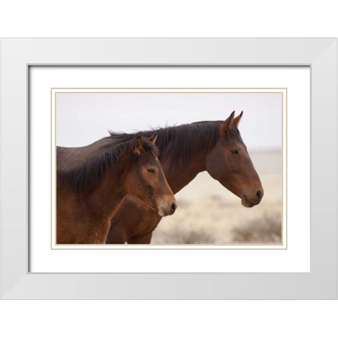 Namibia, Aus Two wild horses on the Namib Desert White Modern Wood Framed Art Print with Double Matting by Kaveney, Wendy
