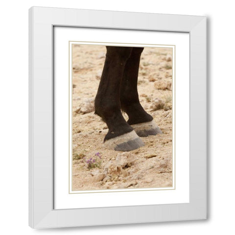 Namibia, Aus Close-up of wild horse hooves White Modern Wood Framed Art Print with Double Matting by Kaveney, Wendy