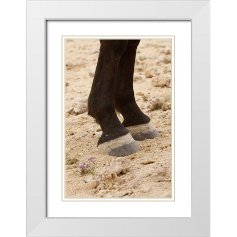 Namibia, Aus Close-up of wild horse hooves White Modern Wood Framed Art Print with Double Matting by Kaveney, Wendy