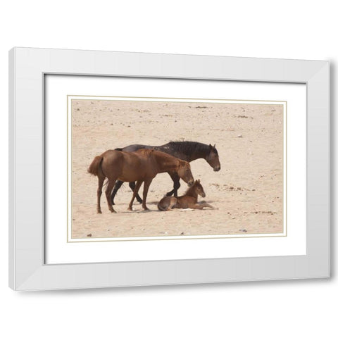 Namibia, Aus Wild horses on the Namib Desert White Modern Wood Framed Art Print with Double Matting by Kaveney, Wendy