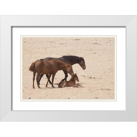 Namibia, Aus Wild horses on the Namib Desert White Modern Wood Framed Art Print with Double Matting by Kaveney, Wendy