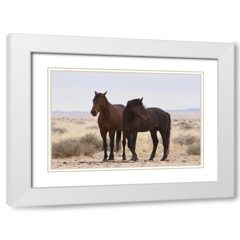 Namibia, Garub Two feral horses White Modern Wood Framed Art Print with Double Matting by Young, Bill