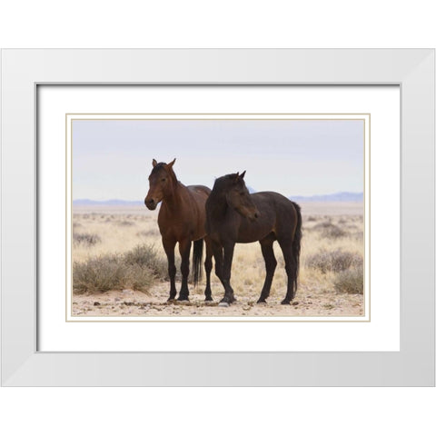 Namibia, Garub Two feral horses White Modern Wood Framed Art Print with Double Matting by Young, Bill