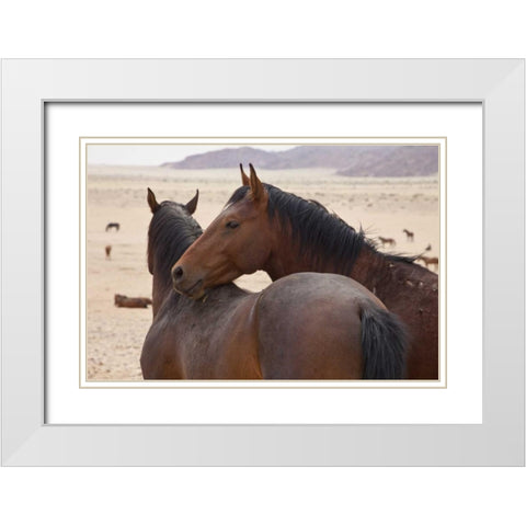 Namibia, Garub Two feral horses interact White Modern Wood Framed Art Print with Double Matting by Young, Bill