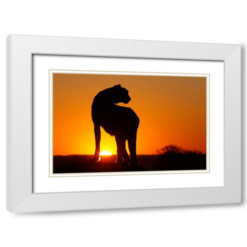 Namibia Cheetah silhouette at sunset White Modern Wood Framed Art Print with Double Matting by Jaynes Gallery