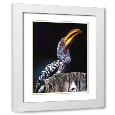 South Kruger NP Yellow-billed hornbill on tree White Modern Wood Framed Art Print with Double Matting by Williams, Joanne