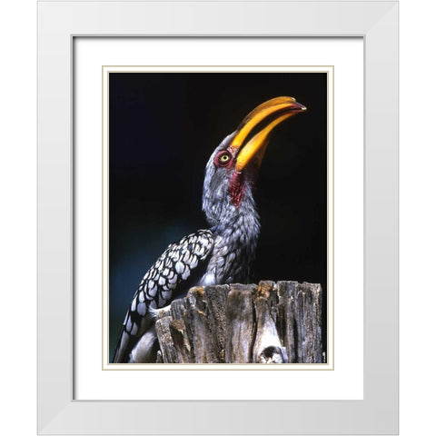 South Kruger NP Yellow-billed hornbill on tree White Modern Wood Framed Art Print with Double Matting by Williams, Joanne
