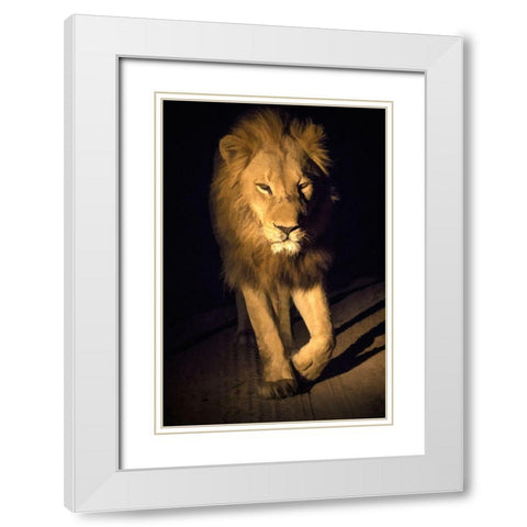 South Africa-Sabi Sabi Private Reserve Abstract of male lion walking White Modern Wood Framed Art Print with Double Matting by Jaynes Gallery