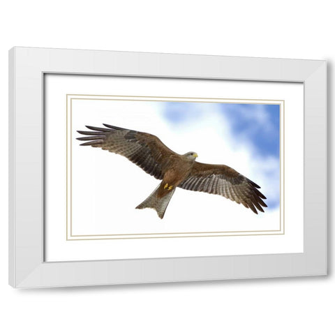 Tanzania Detail of yellow-billed kite in flight White Modern Wood Framed Art Print with Double Matting by Morris, Arthur