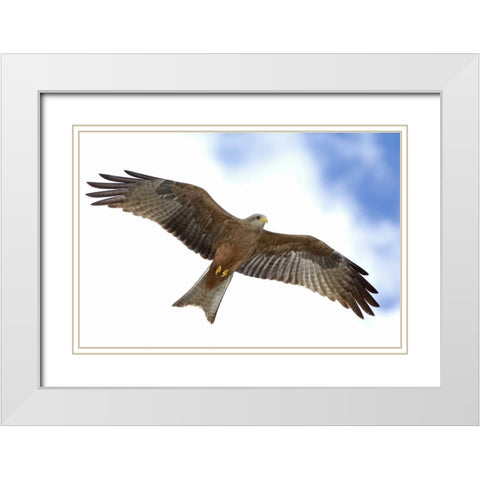 Tanzania Detail of yellow-billed kite in flight White Modern Wood Framed Art Print with Double Matting by Morris, Arthur