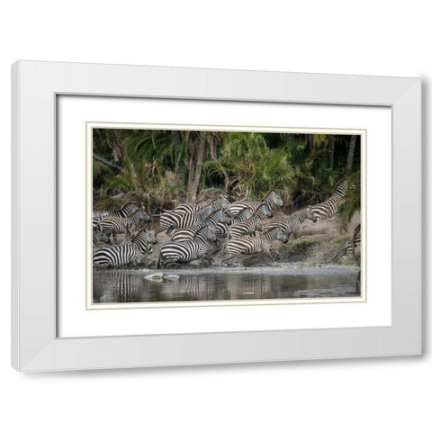 Africa-Tanzania Perhaps spooked by crocodiles-zebras stampede in the Serengeti White Modern Wood Framed Art Print with Double Matting by Sederquist, Betty