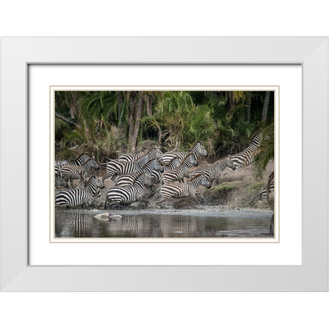 Africa-Tanzania Perhaps spooked by crocodiles-zebras stampede in the Serengeti White Modern Wood Framed Art Print with Double Matting by Sederquist, Betty