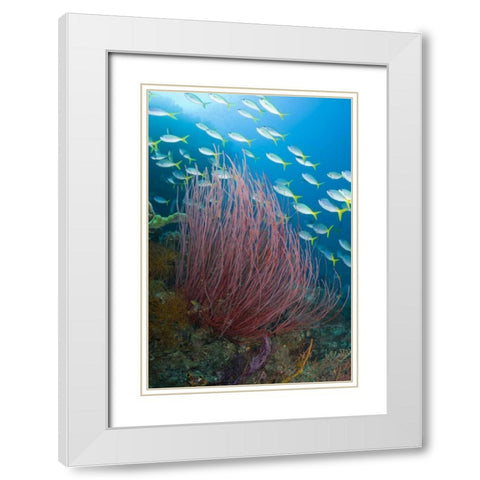 Indonesia Yellowtail fusilier and sea whip coral White Modern Wood Framed Art Print with Double Matting by Shimlock, Jones