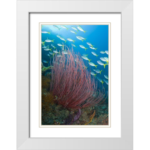 Indonesia Yellowtail fusilier and sea whip coral White Modern Wood Framed Art Print with Double Matting by Shimlock, Jones