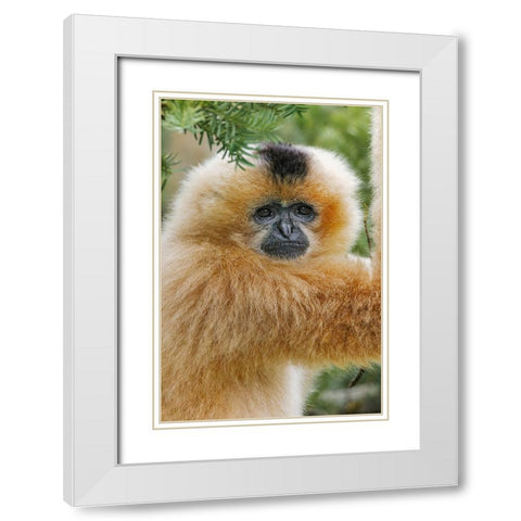 Buff-cheeked Gibbon-native to Laos-Vietnam-Cambodia White Modern Wood Framed Art Print with Double Matting by Jones, Adam