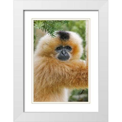 Buff-cheeked Gibbon-native to Laos-Vietnam-Cambodia White Modern Wood Framed Art Print with Double Matting by Jones, Adam