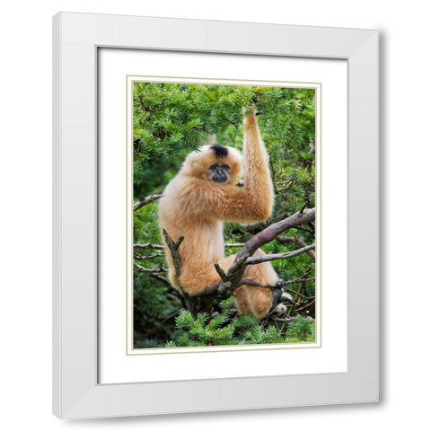 Buff-cheeked Gibbon-native to Laos-Vietnam-Cambodia White Modern Wood Framed Art Print with Double Matting by Jones, Adam