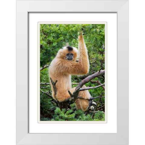 Buff-cheeked Gibbon-native to Laos-Vietnam-Cambodia White Modern Wood Framed Art Print with Double Matting by Jones, Adam