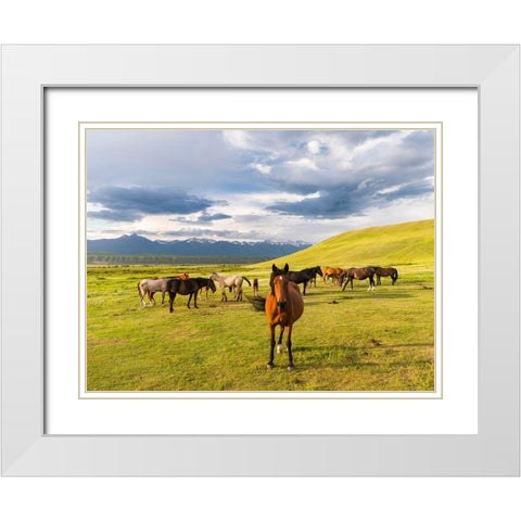 Horses for the production of milk-kumys and meat A typical farm on the Suusamyr plain-a high valley White Modern Wood Framed Art Print with Double Matting by Zwick, Martin