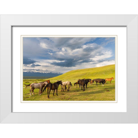 Horses for the production of milk-kumys and meat A typical farm on the Suusamyr plain White Modern Wood Framed Art Print with Double Matting by Zwick, Martin