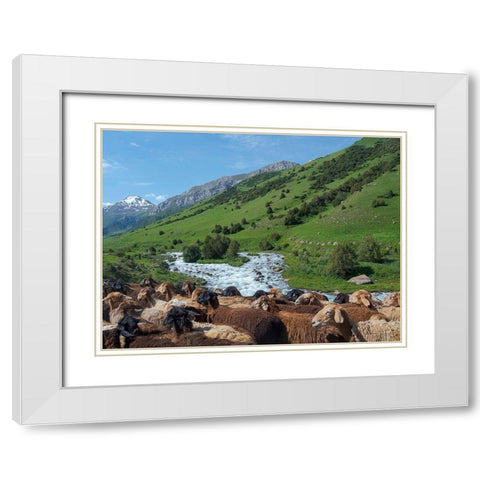 Sheep drive to their high altitude summer pasture National Park Besch Tasch White Modern Wood Framed Art Print with Double Matting by Zwick, Martin