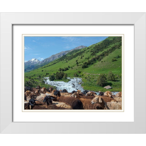 Sheep drive to their high altitude summer pasture National Park Besch Tasch White Modern Wood Framed Art Print with Double Matting by Zwick, Martin
