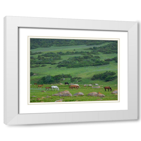 Horses on their summer pasture National Park Besch Tasch in the Talas Alatoo mountain range White Modern Wood Framed Art Print with Double Matting by Zwick, Martin