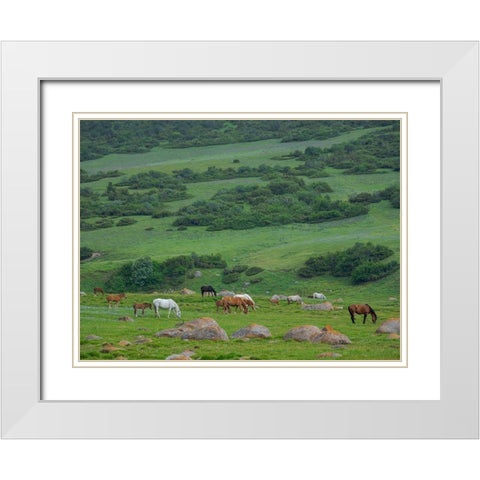 Horses on their summer pasture National Park Besch Tasch in the Talas Alatoo mountain range White Modern Wood Framed Art Print with Double Matting by Zwick, Martin