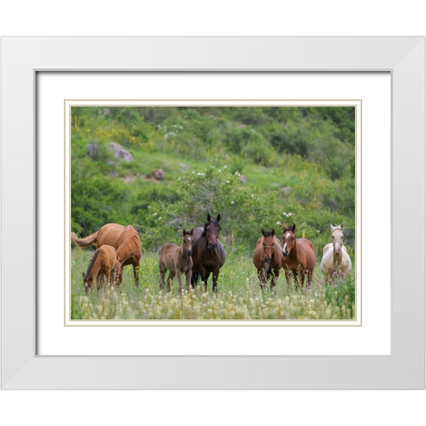 Horses on their summer pasture National Park Besch Tasch in the Talas Alatoo mountain range White Modern Wood Framed Art Print with Double Matting by Zwick, Martin