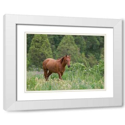 Horses on their summer pasture National Park Besch Tasch in the Talas Alatoo mountain range White Modern Wood Framed Art Print with Double Matting by Zwick, Martin