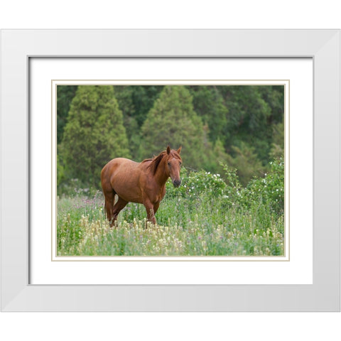 Horses on their summer pasture National Park Besch Tasch in the Talas Alatoo mountain range White Modern Wood Framed Art Print with Double Matting by Zwick, Martin