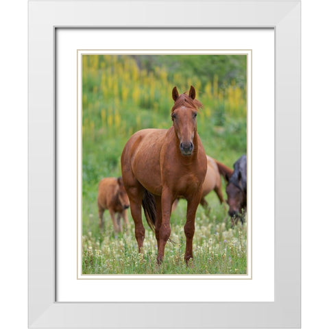 Horses on their summer pasture National Park Besch Tasch in the Talas Alatoo mountain range White Modern Wood Framed Art Print with Double Matting by Zwick, Martin