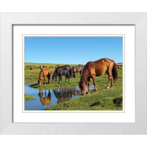 Horses on their mountain pasture at lake Song Kol  White Modern Wood Framed Art Print with Double Matting by Zwick, Martin